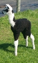 Bopper as a cria