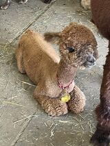 alpaca for sale