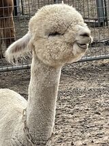 alpaca for sale