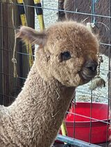 Photo of Companion Alpacas 