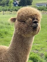 alpaca for sale