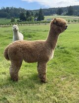 alpaca for sale