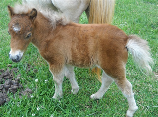 Dixie's Filly with blue eyes