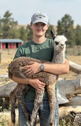 alpaca for sale