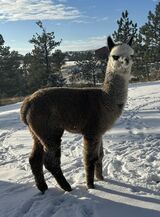 alpaca for sale