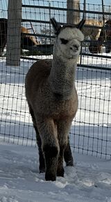 alpaca for sale