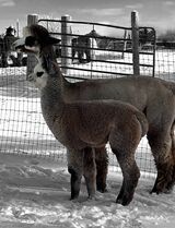 alpaca for sale