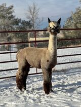 alpaca for sale