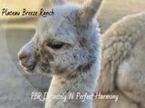 alpaca for sale