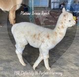 alpaca for sale