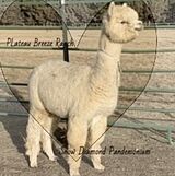 alpaca for sale