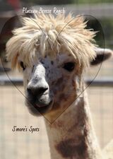 alpaca for sale