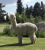 alpaca for sale