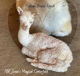 Centerfold as a cria