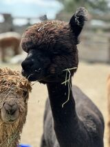 alpaca for sale