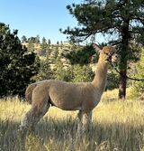 alpaca for sale