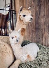 Punkin with her cria, Cranberry Sass