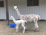 Apple D., with her 2021 cria, Iris