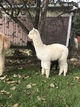 CRE Best Velvet Touche: 2018 Cria