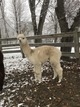 CRE Steele's Dazzlin Daisy; 2018 Cria