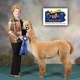 2016 cria Oracle's Golden Dahlia