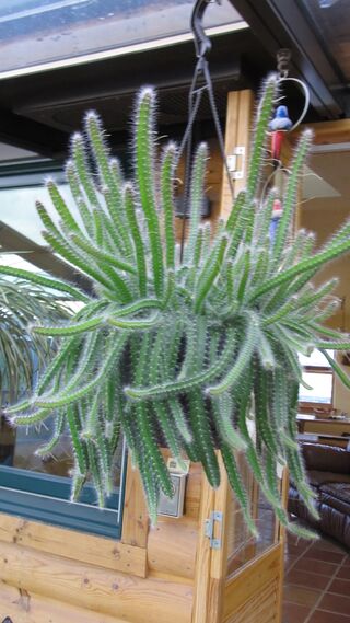 Dog Tail Cactus