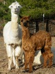 20 lb female cria from white dam