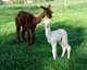 1st cria, a 23 lb Girl!