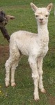 Fantastic 2012 female cria!