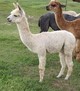 2012 male cria