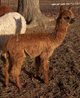 First cria Hunter...ShowBoy!