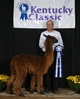 2010 female cria