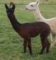 2012 male cria- Show string worthy!