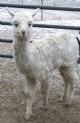 '09 male cria -SOLD@4mos.