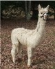 '08 male cria-SOLD@10mos.