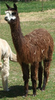 '09 female cria