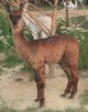 2011 rose grey male cria