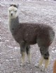 MSG female cria