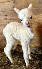 alpaca for sale