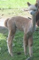 Female Cria Alongside