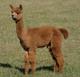 Cactus Jack Male Cria