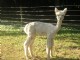 2009 Female Cria