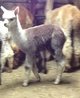 2013 male cria