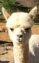 2007 Male Cria