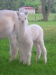 2009 Male Cria