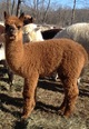 2012 Cria by Side