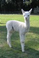 2007 Cria