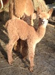 2013 Cria by Side