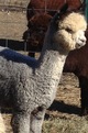 2012 Cria