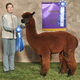 Multiple award winning cria